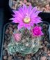 Preview: Mammillaria stampferi